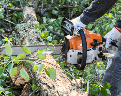 TREE REMOVAL
